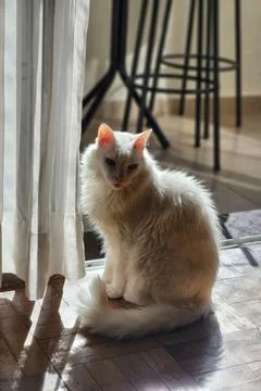 White cat in the sunlight. Stock Photos
