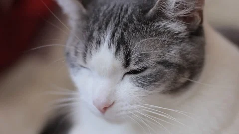 The white cat tastes good Video stock 86823717