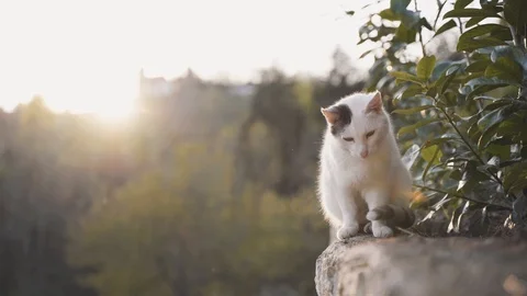 White cat on the top of the wall Stock Footage 107149650