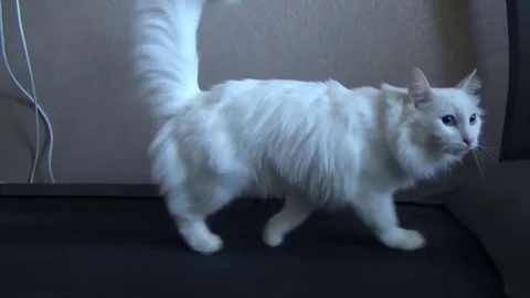 White cat is on track 스톡 동영상 72501216