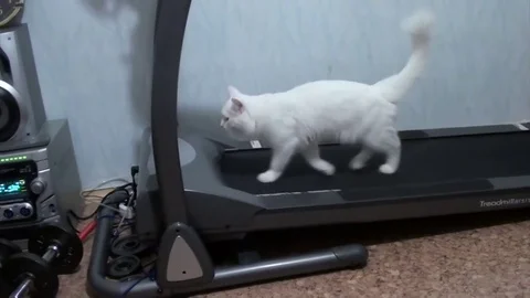 White cat is on track Stock Footage 82300912