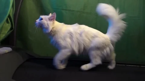 White cat on the track with a green background Stock Footage 84230402