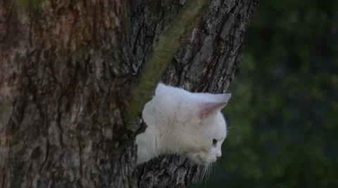 White Cat on Tree Stock Footage 49289705