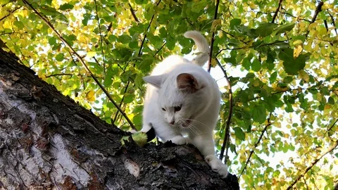 White cat on the tree Stock Footage 97138571