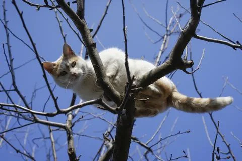 White cat in a tree, looking down against blue sky background Stock Photos