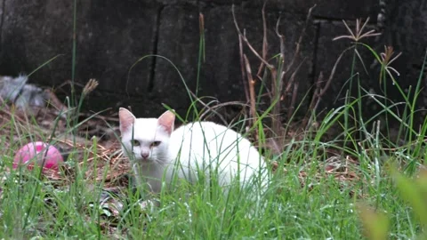 The white cat tried to crouch and hide behind a small bush. Stock Footage 256728489