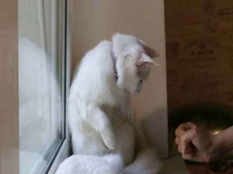 White cat trying to escape from the window sill Stock Footage 80275146