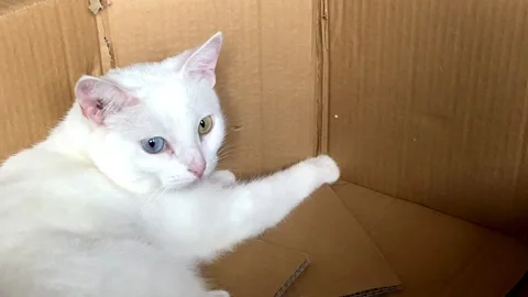White cat Turkish Angora with multi-colored eyes lies in a cardboard box Video stock 165518469