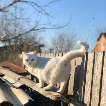 White cat turned its back near a wooden fence Stock Photos