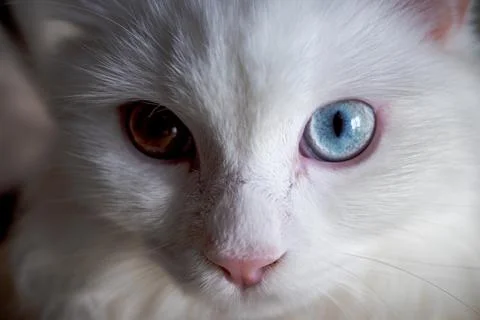 White cat with two different eye colors Stock Photos