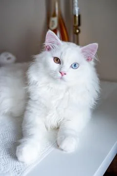 White cat with two different eye colors Stock Photos