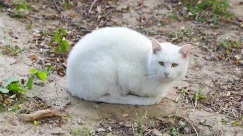 White cat ugly cat resting on outdoor land Stock Footage 219766451