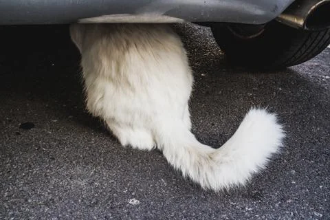 White cat under a car Stock Photos