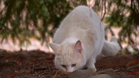White cat under pine Stock Footage 91149666