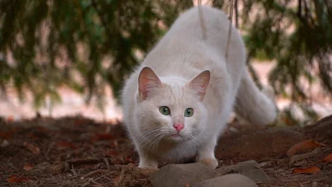 White cat under pine Stock Footage 91149692
