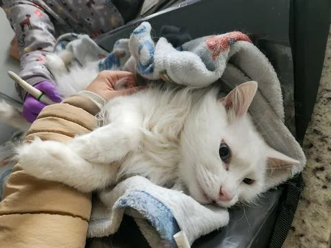 White cat at the vet's appointment. Stock Photos