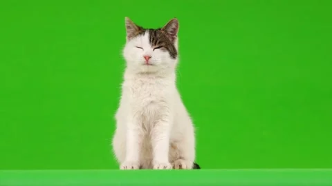 White cat, view in different directions, on the green screen Vidéo 103808693