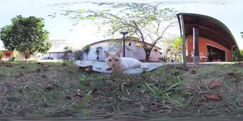 White cat VR 360 Stock Footage 281345494
