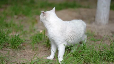 White cat wagging its tail on the grass Stock Footage 202171115