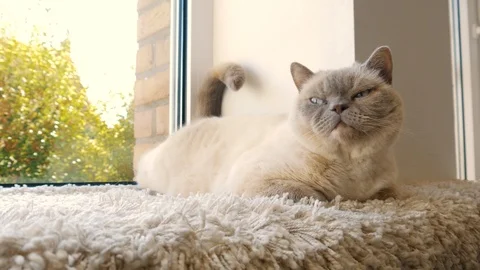 White Cat Wagging With Tail Stock Footage 105624926