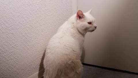 White cat waiting at door to be let outs Stock Footage 256164597