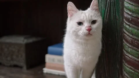 White cat walking along bookshelf Stock Footage 320466779