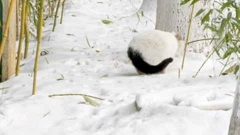 White cat walking and looking in the snow in winter Video stock 261783994