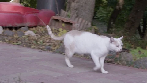 A white cat walking by 動画素材 119099210