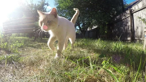 White cat walking on the garden. Stock Footage 91012605