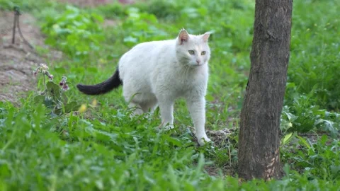 White cat walking on grass Stock Footage 195450153