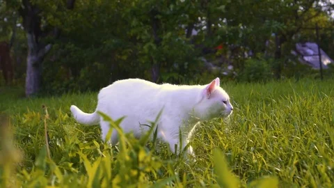 White cat walking on green grass Stock Footage 109930535