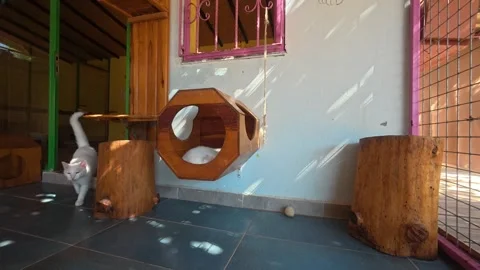White cat walking, in indoor space with wooden structures and tiled floor, with Stock Footage 341975825
