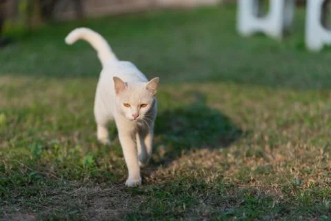White cat walking on the lawn Stock Photos