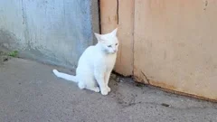 https://images.pond5.com/white-cat-walking-near-entrance-footage-217365459_iconm.jpeg