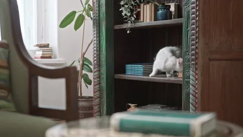 White cat walking sniffing around on a bookshelf Stock Footage 320466786