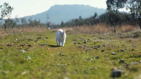 White cat walking towards the camera in a garden and on grass. Stock Footage 233270606