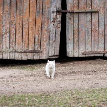 White cat walking towards the camera Stock Photos