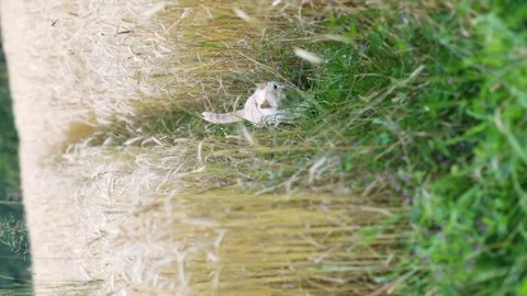 A white cat walks along a path in a rye field. Vertical video Stock Footage 247171349