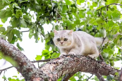 A white cat walks down the branch of an apple tree in the garden, green apples Stock Photos