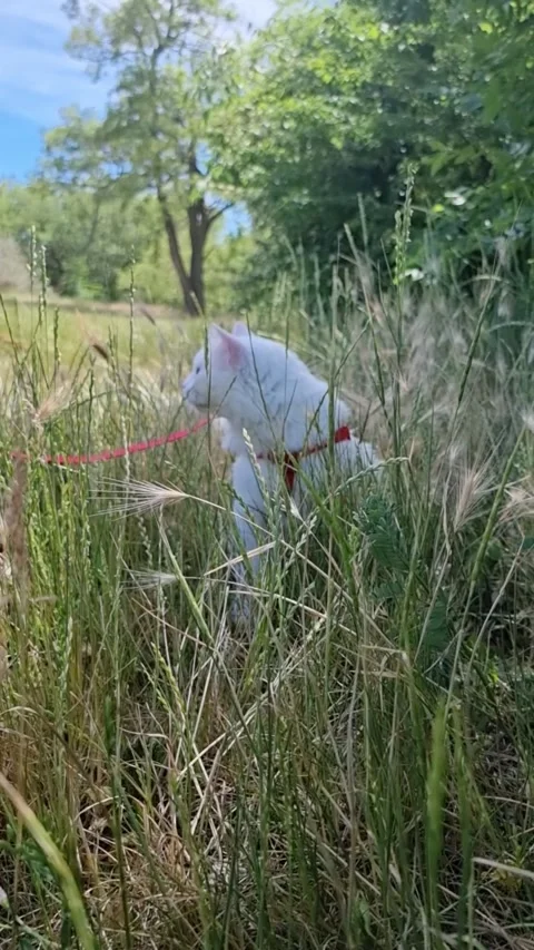 A white cat walks on a leash through the grass, exploring the surroundings. Video stock 305880424