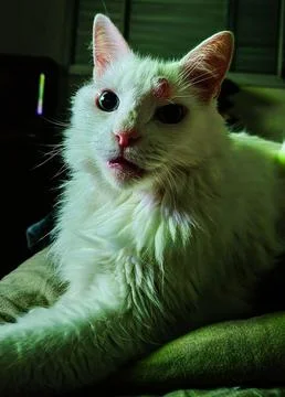 A white cat with a wart on its forehead looking at the camera Stock Photos