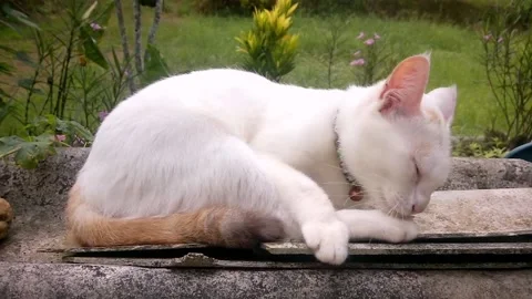 The white cat was licking and cleaning himself, cleaning his paws and fur. Stock Footage 203897438