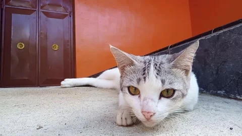 The white cat was lying down while looking around as if seeing something Stock Footage 271166349