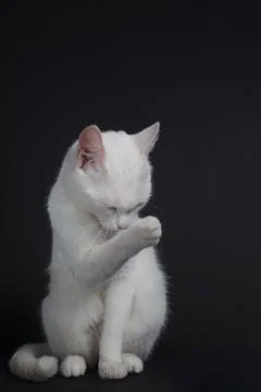 White cat washes on a black background Stock Photos