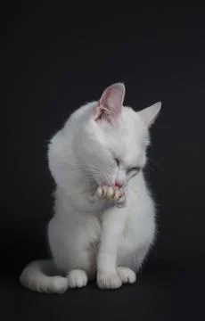 White cat washes on a black background Stock-Fotos