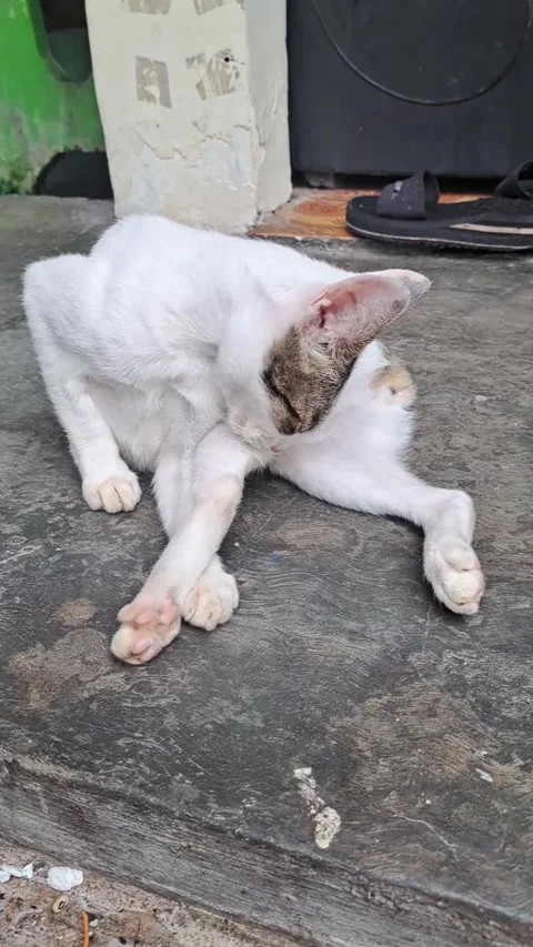 White Cat is washing Stock Footage 244330568