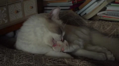 White cat washing itself, slow motion. Stock Footage 250472525