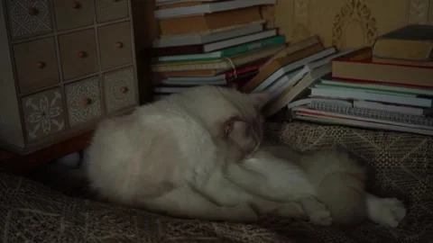 White cat washing itself, slow motion. Stock Footage 250472526