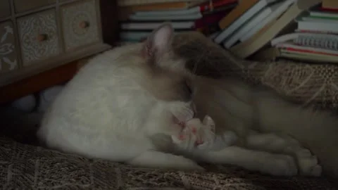 White cat washing itself, slow motion. Stock Footage 250472527