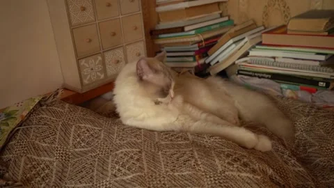 White cat washing itself, slow motion. Stock Footage 250472530